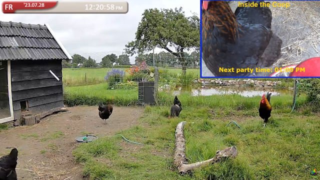 Netherlands - chicken road gokspel